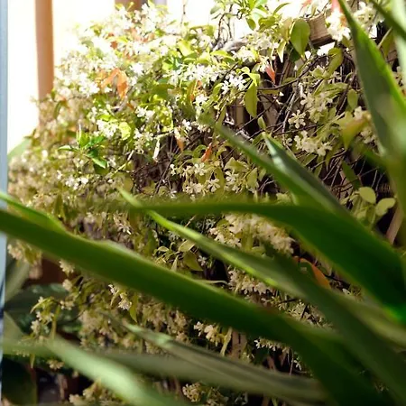 Giardino In Citta; Centralissimo Appartamento Sanremo