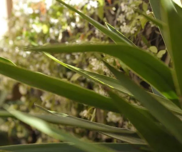 Giardino In Citta; Centralissimo * Санремо