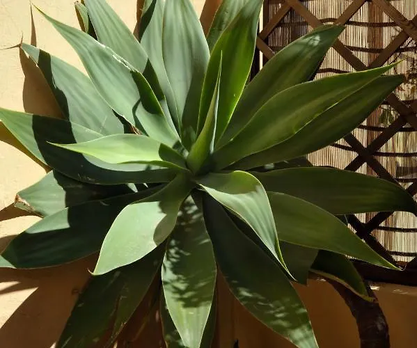 Апартаменты Giardino In Citta; Centralissimo Санремо