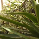 Giardino In Citta; Centralissimo * Sanremo