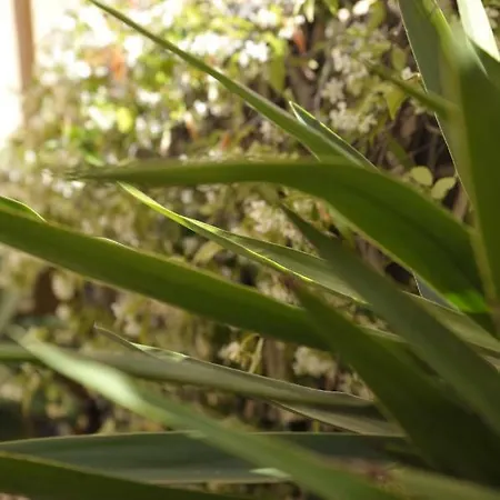 Giardino In Citta; Centralissimo * Санремо